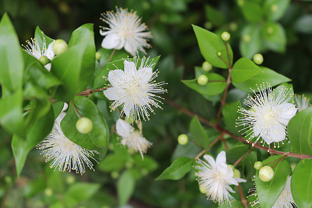 Myrtle,myrtus,myrthen,common myrtle